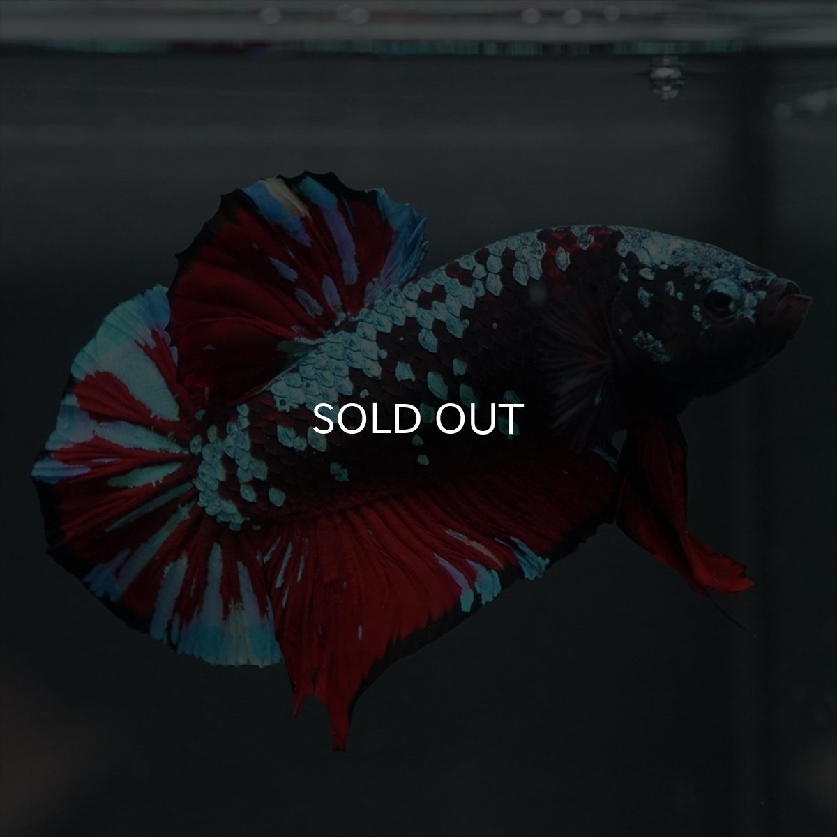 画像4: GHMPK　ブラックスター (4)