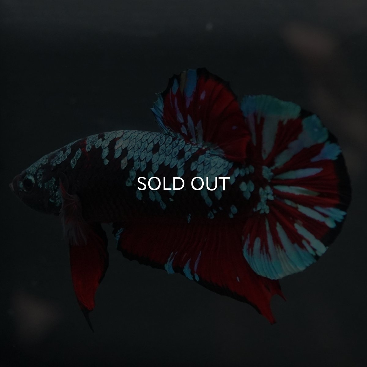 画像6: GHMPK　ブラックスター (6)