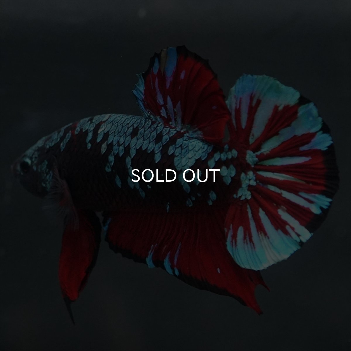 画像3: GHMPK　ブラックスター (3)