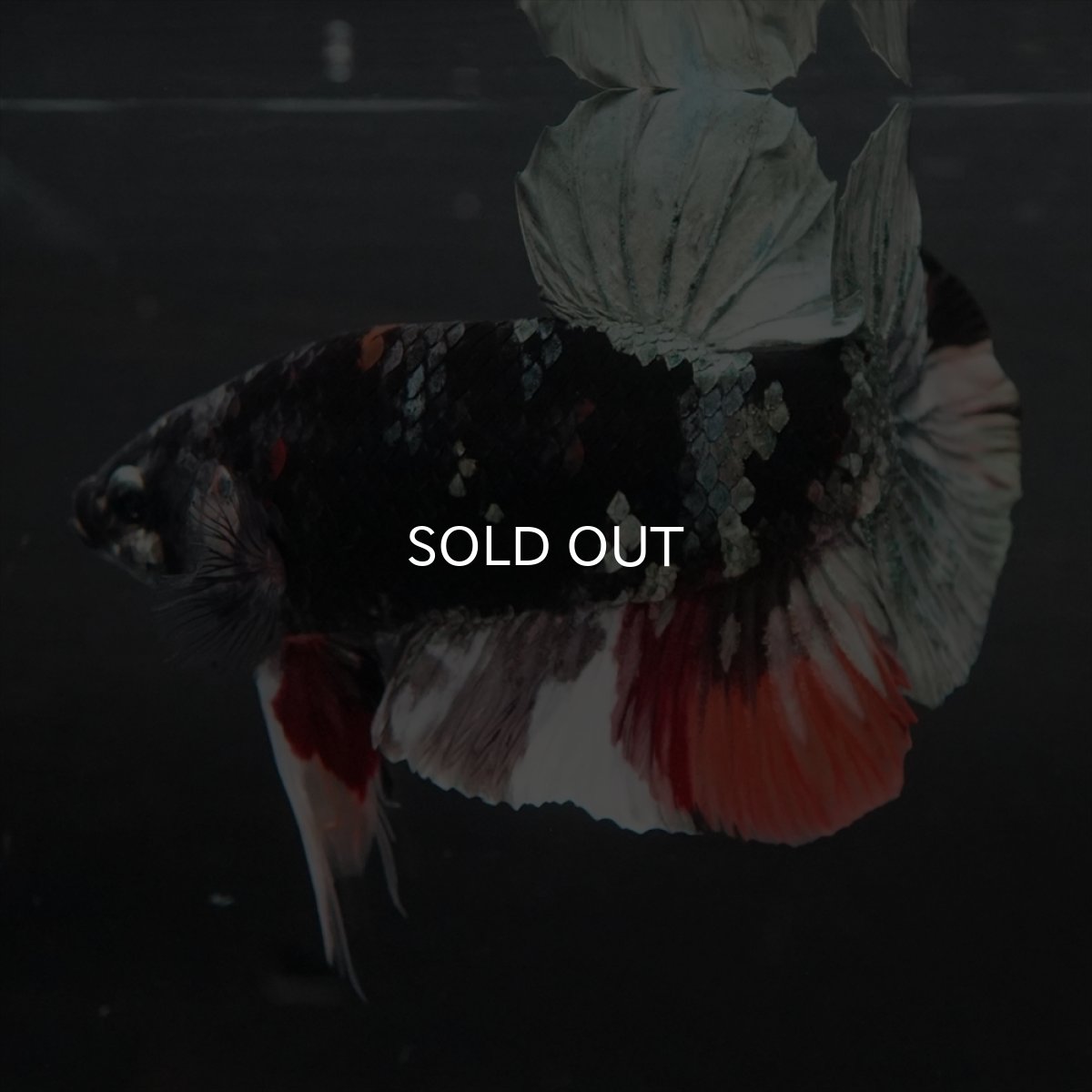 画像11: GHMPK　ブラックカッパースター変わり柄 (11)