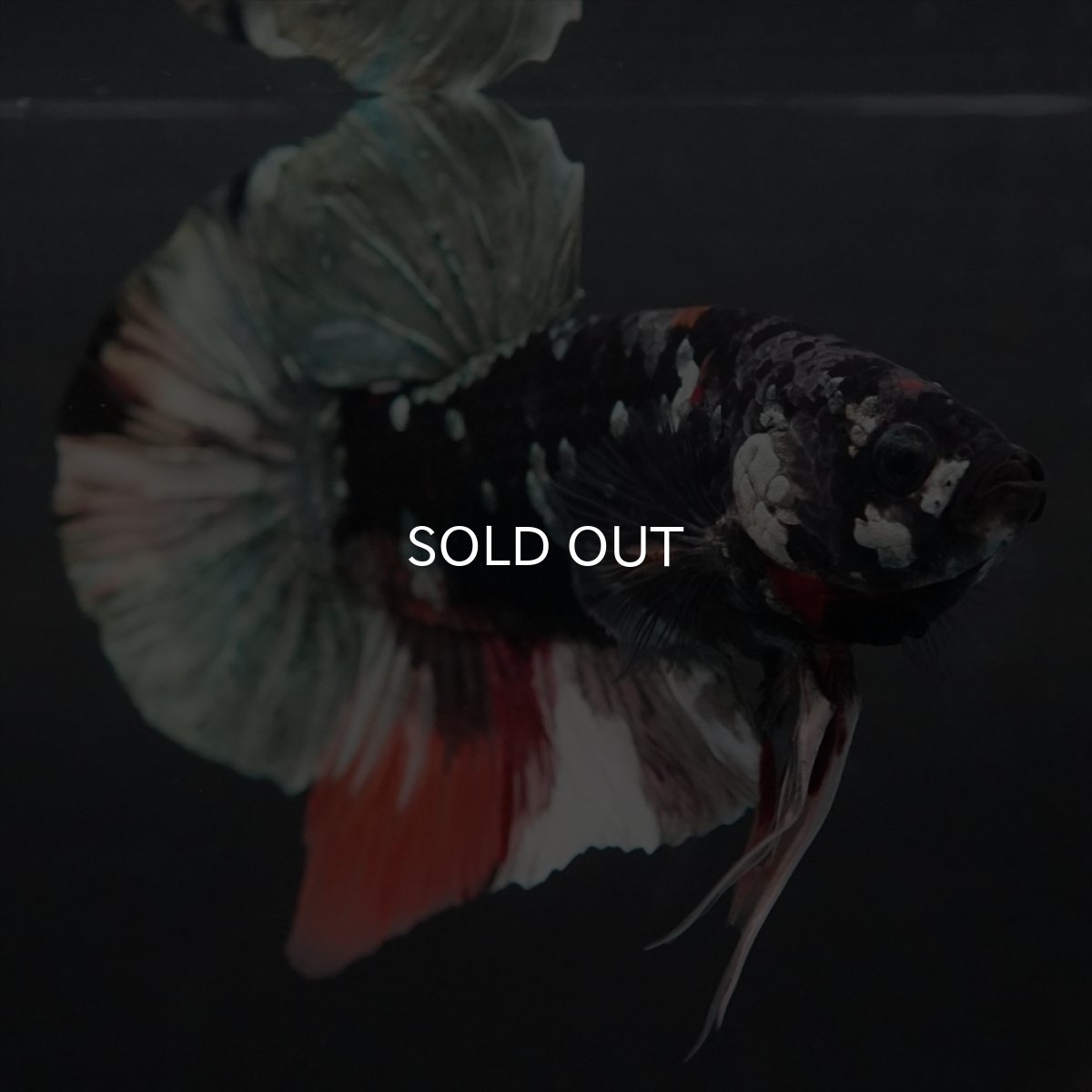 画像10: GHMPK　ブラックカッパースター変わり柄 (10)