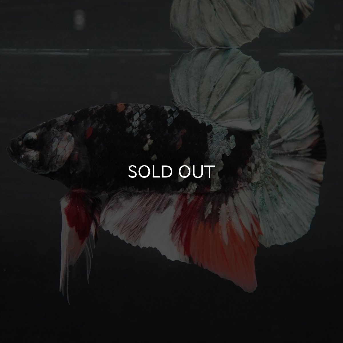 画像2: GHMPK　ブラックカッパースター変わり柄 (2)