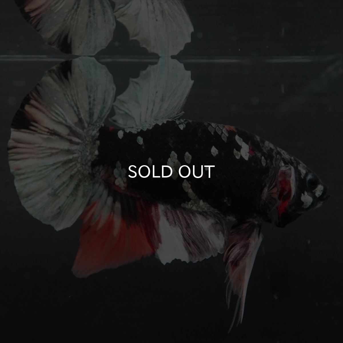 画像9: GHMPK　ブラックカッパースター変わり柄 (9)