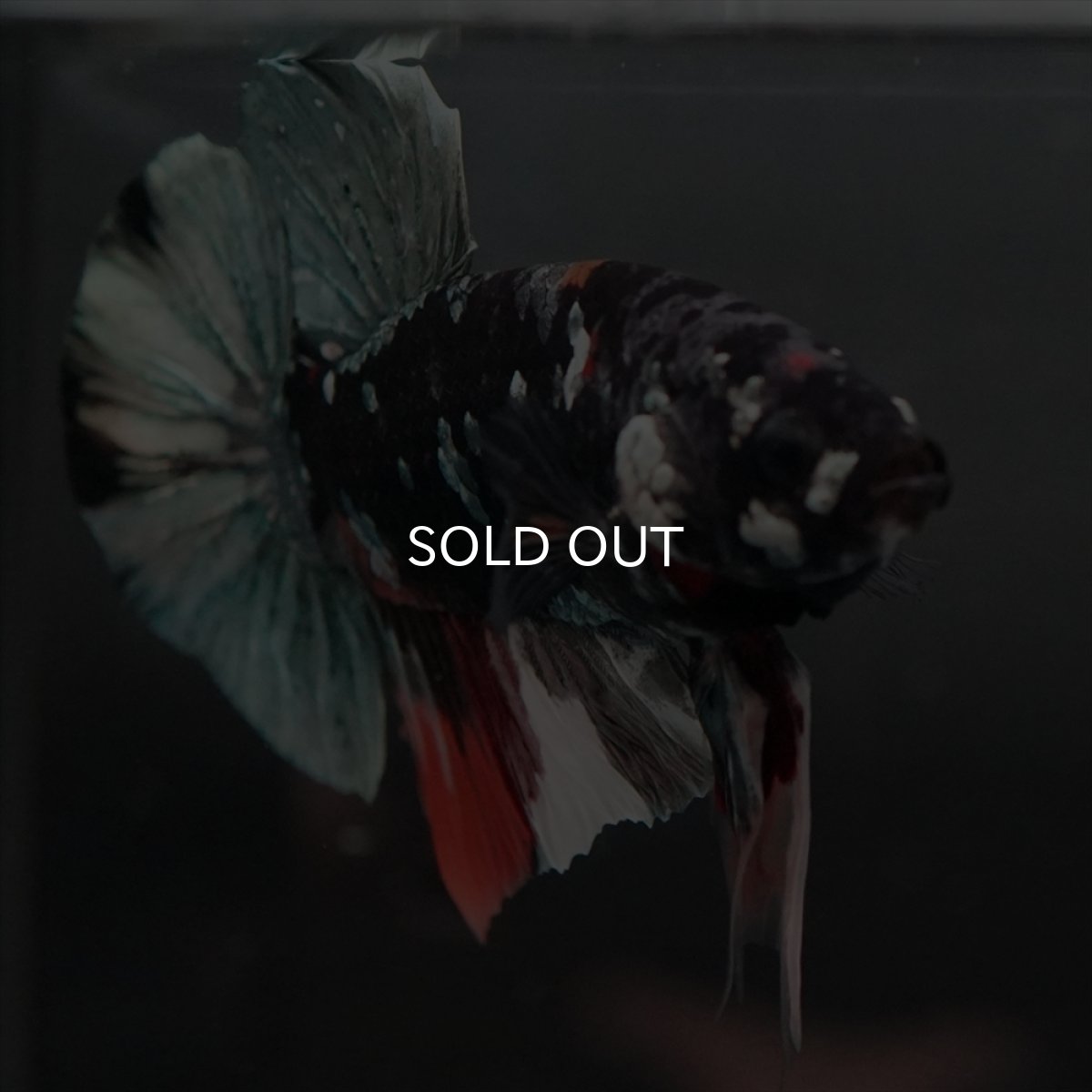 画像8: GHMPK　ブラックカッパースター変わり柄 (8)