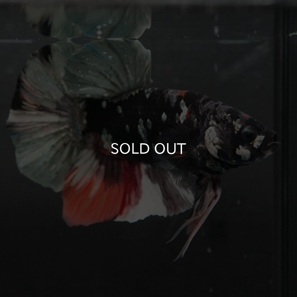 画像7: GHMPK　ブラックカッパースター変わり柄 (7)