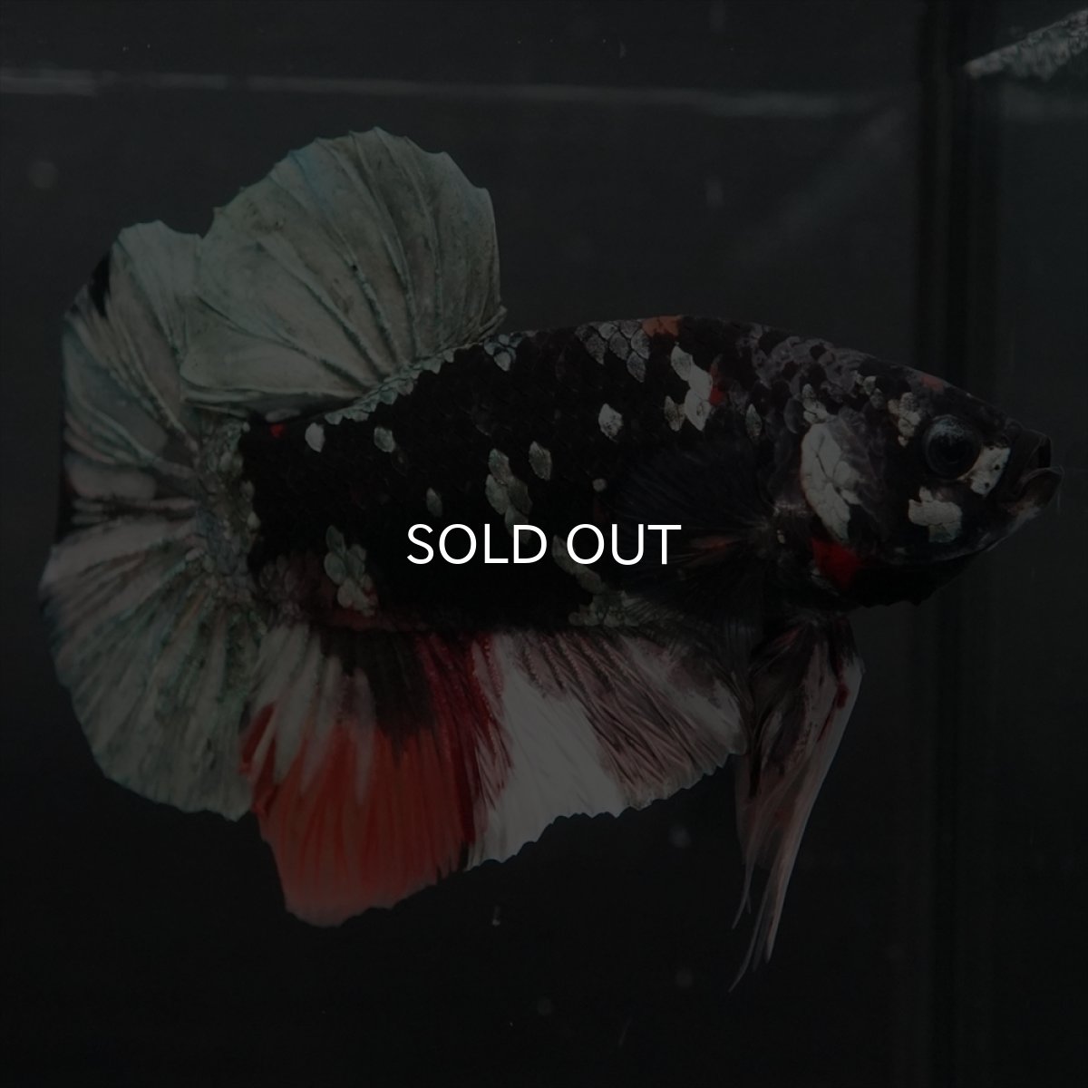 画像6: GHMPK　ブラックカッパースター変わり柄 (6)