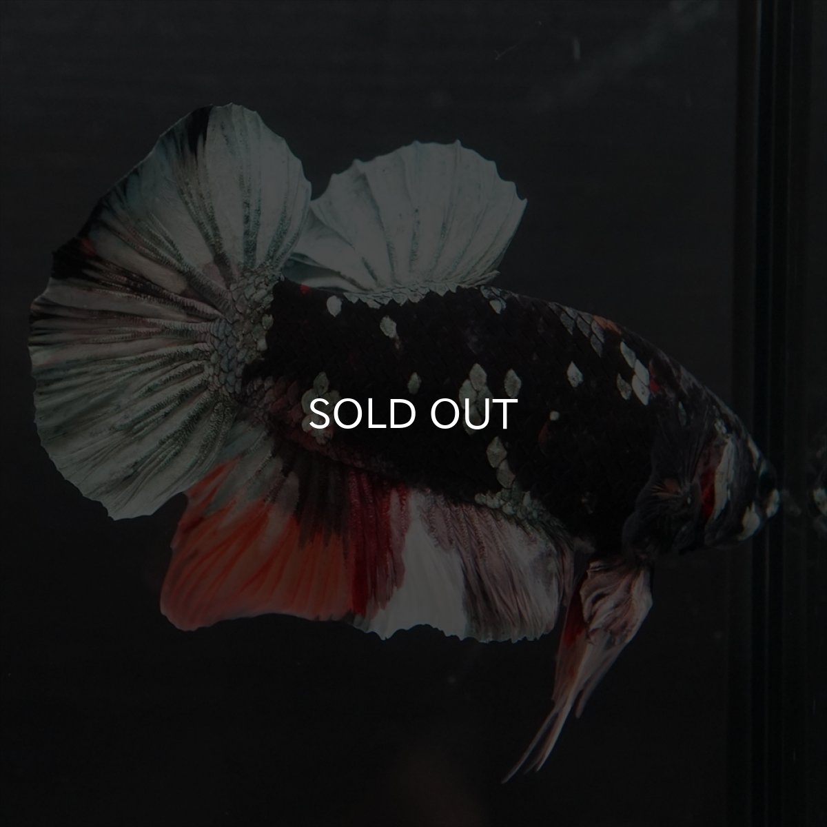 画像3: GHMPK　ブラックカッパースター変わり柄 (3)