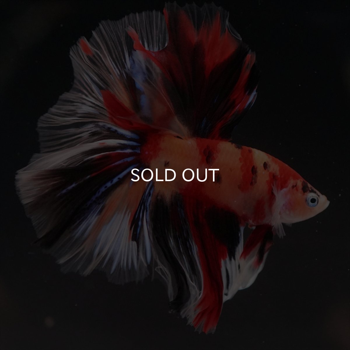 画像2: HM　キャンディ (2)