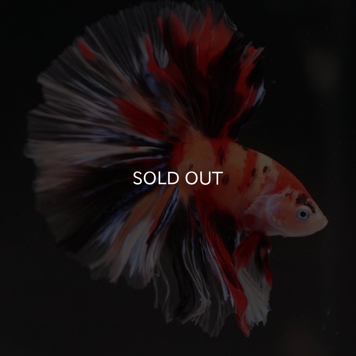 画像4: HM　キャンディ (4)