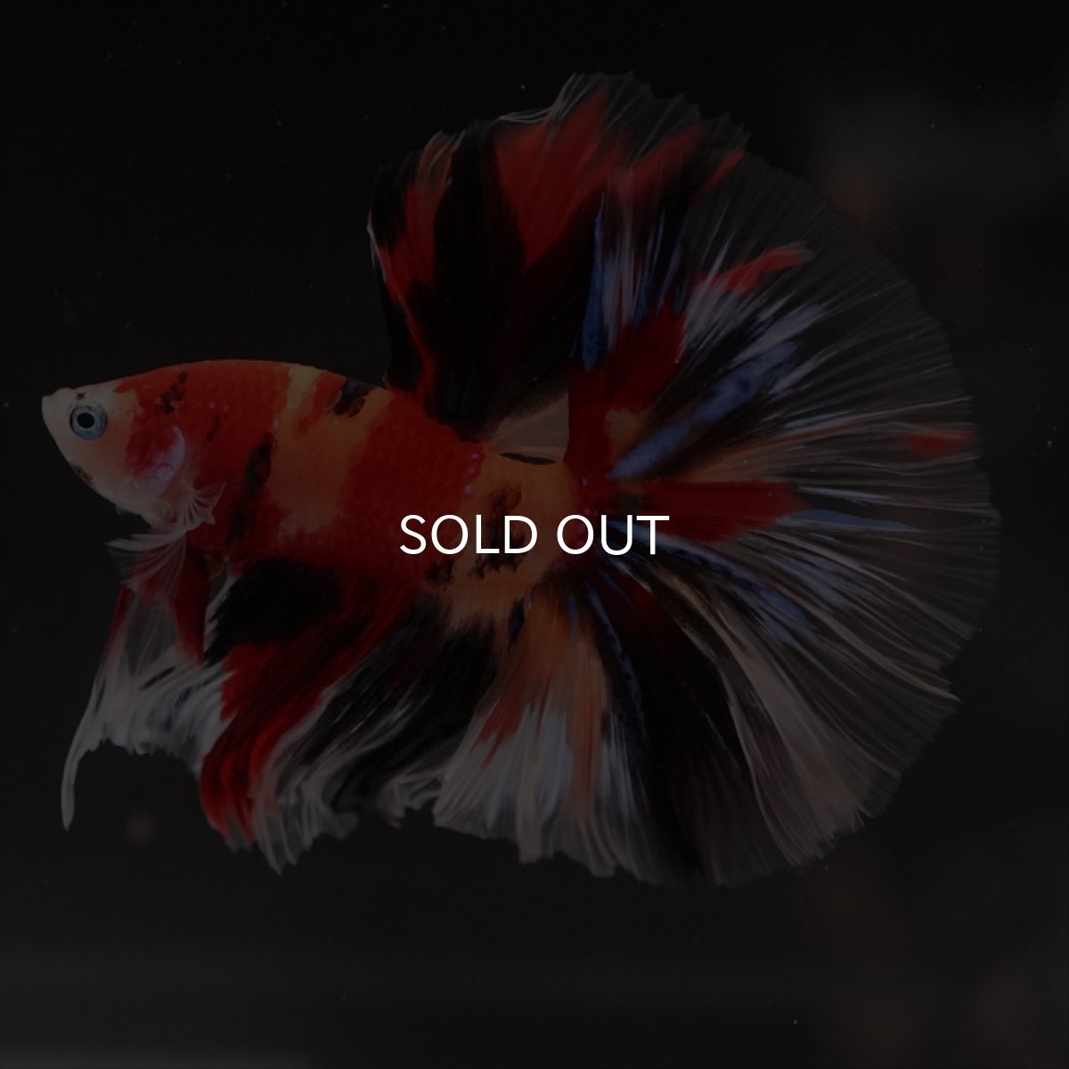 画像3: HM　キャンディ (3)