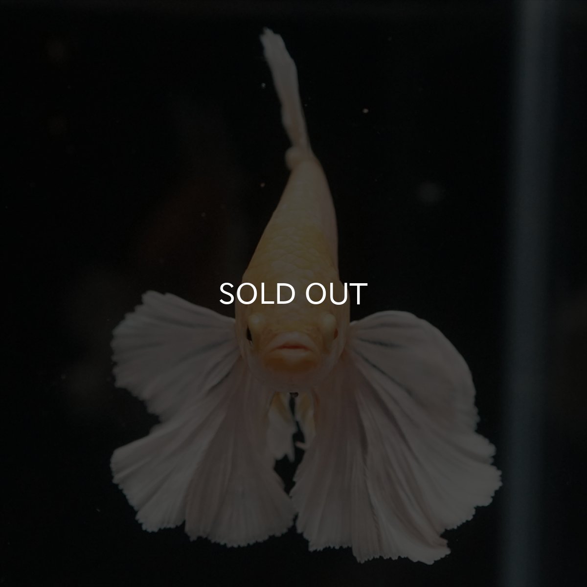 画像11: HMPK　イエローダンボ (11)