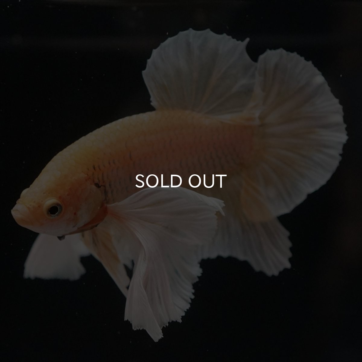 画像10: HMPK　イエローダンボ (10)