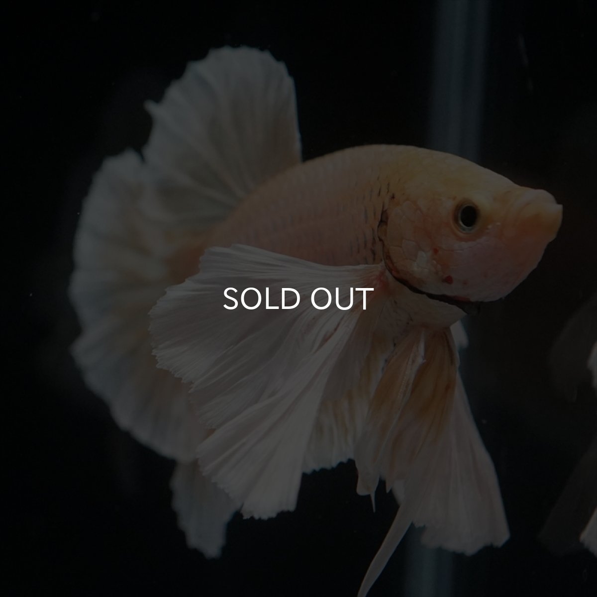 画像2: HMPK　イエローダンボ (2)