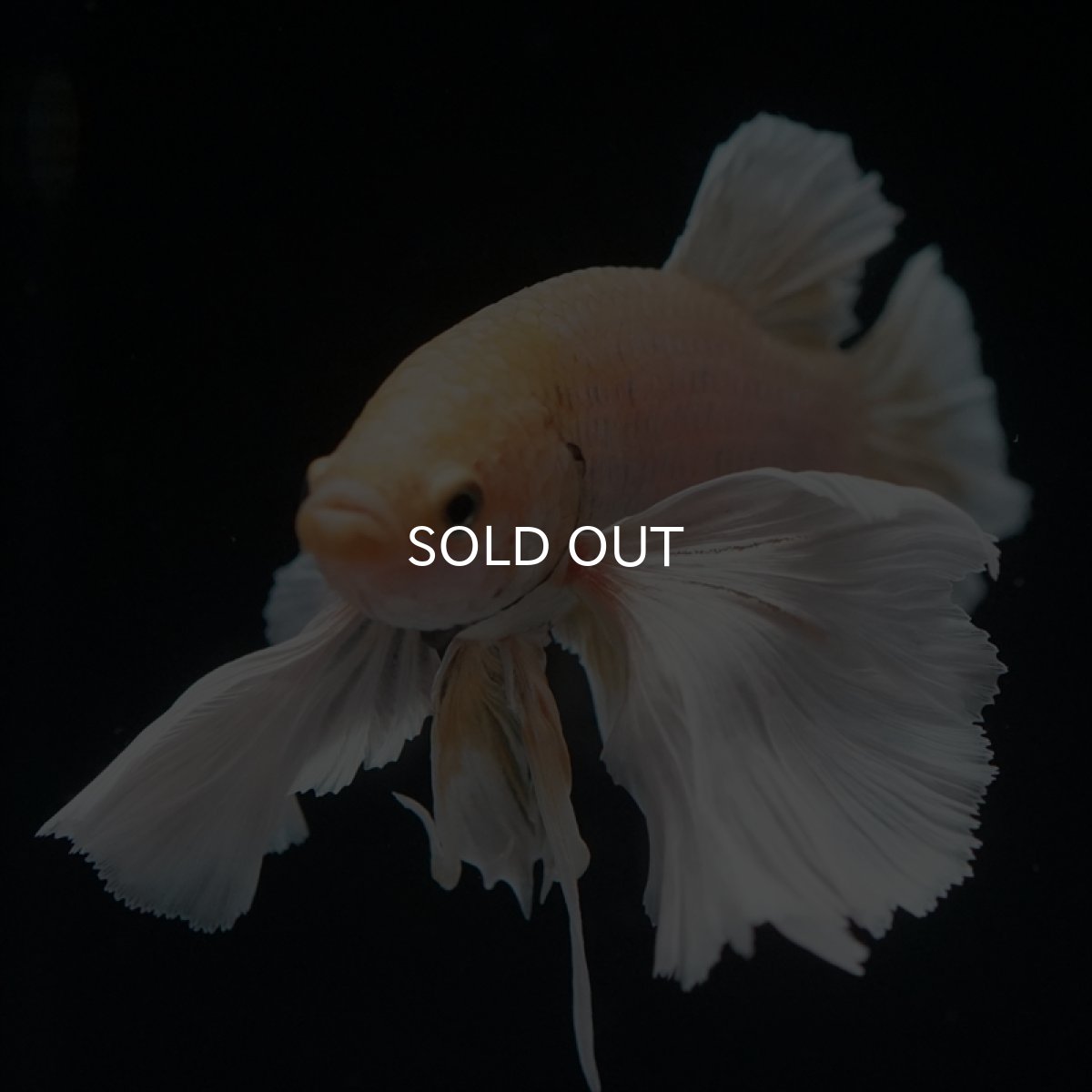 画像8: HMPK　イエローダンボ (8)