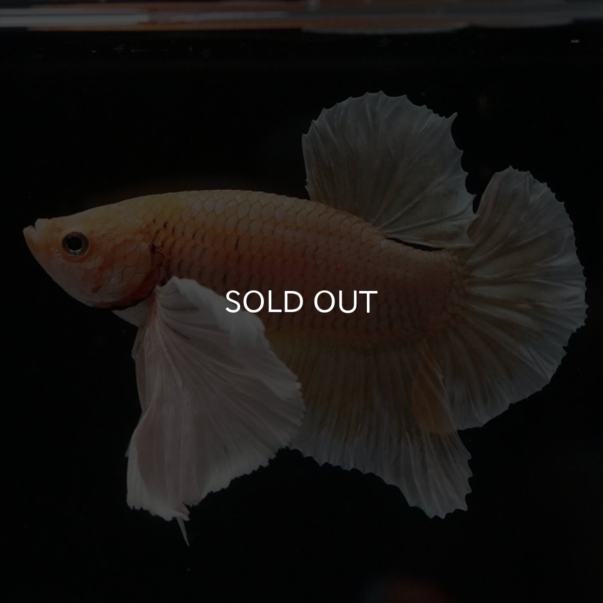 画像4: HMPK　イエローダンボ (4)