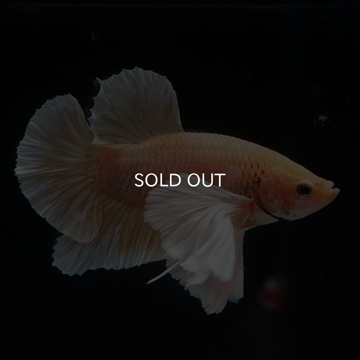 画像6: HMPK　イエローダンボ (6)