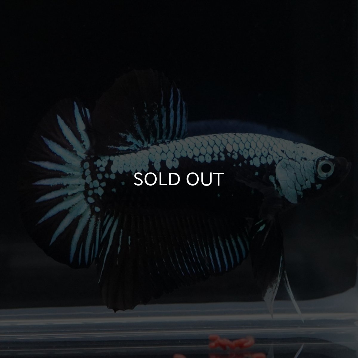 画像14: HMPK　ブルーブラックサムライ (14)