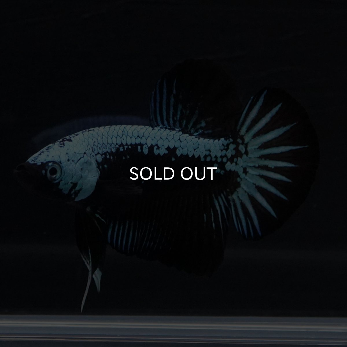 画像2: HMPK　ブルーブラックサムライ (2)