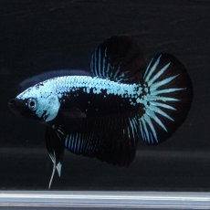 画像2: HMPK　ブルーブラックサムライ (2)