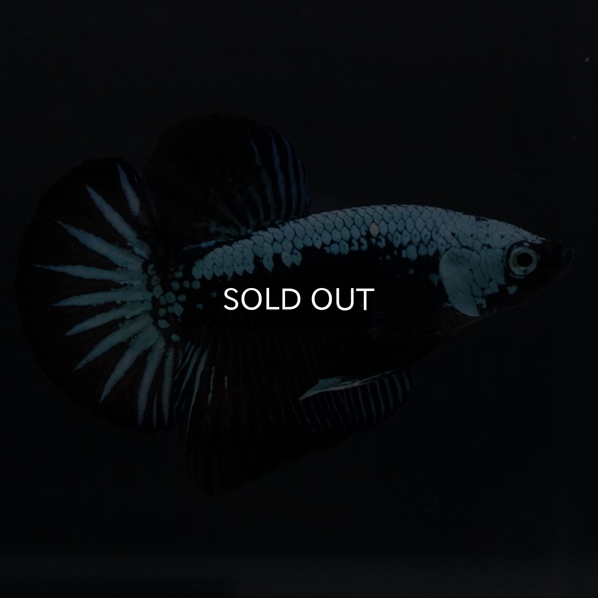 画像13: HMPK　ブルーブラックサムライ (13)