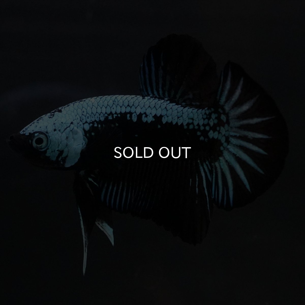 画像12: HMPK　ブルーブラックサムライ (12)