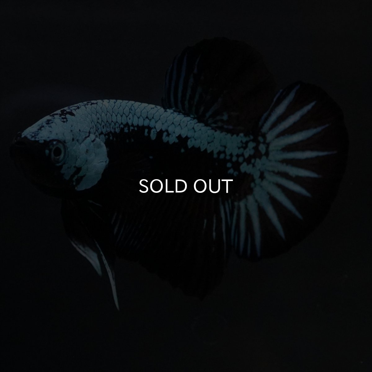 画像11: HMPK　ブルーブラックサムライ (11)