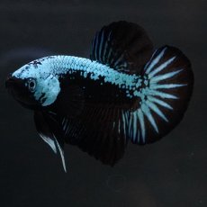 画像11: HMPK　ブルーブラックサムライ (11)