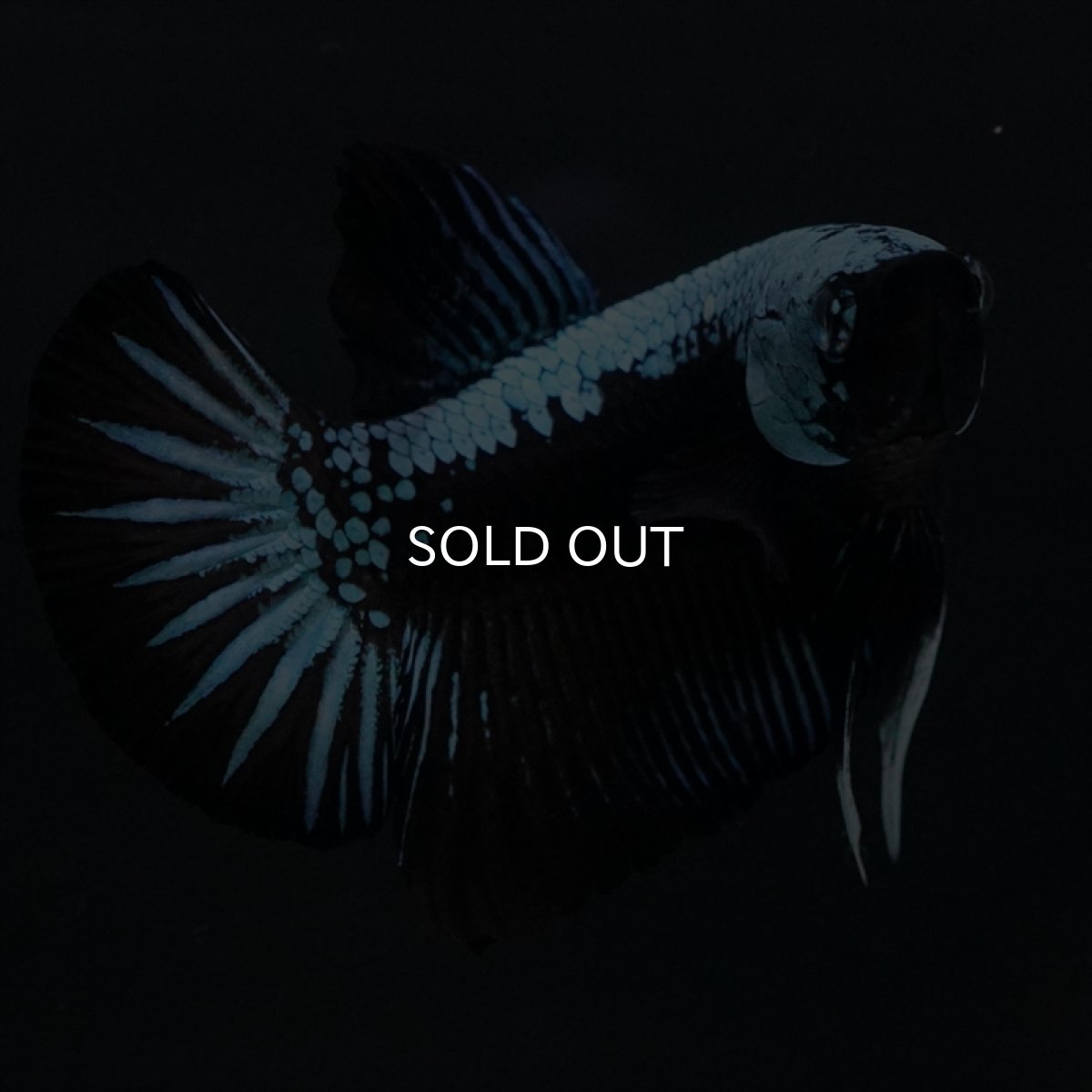 画像10: HMPK　ブルーブラックサムライ (10)