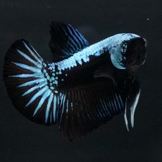 画像10: HMPK　ブルーブラックサムライ (10)