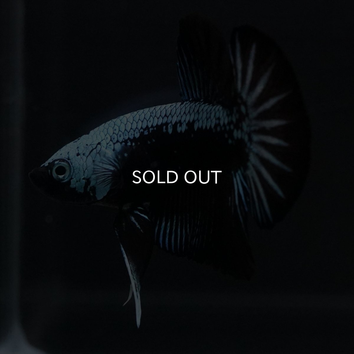 画像9: HMPK　ブルーブラックサムライ (9)