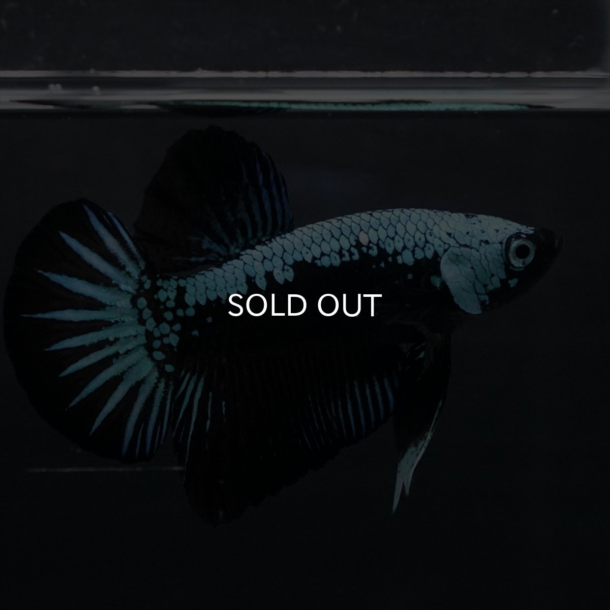 画像8: HMPK　ブルーブラックサムライ (8)