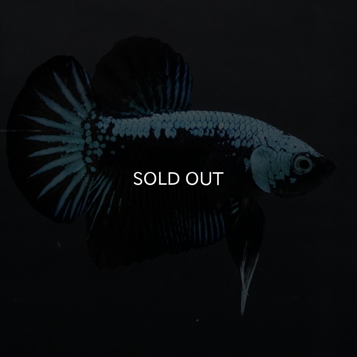 画像7: HMPK　ブルーブラックサムライ (7)