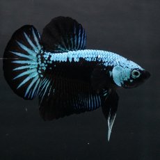 画像7: HMPK　ブルーブラックサムライ (7)