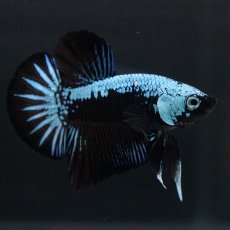 画像1: HMPK　ブルーブラックサムライ (1)
