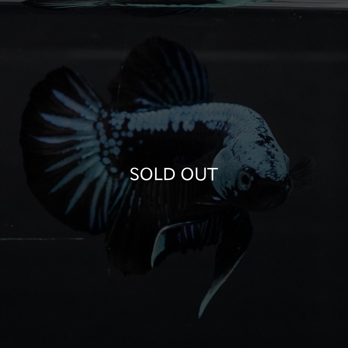 画像6: HMPK　ブルーブラックサムライ (6)