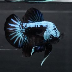 画像6: HMPK　ブルーブラックサムライ (6)