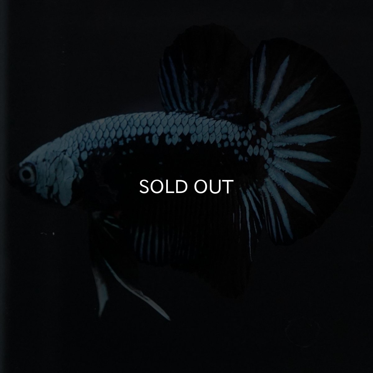 画像5: HMPK　ブルーブラックサムライ (5)