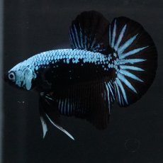 画像5: HMPK　ブルーブラックサムライ (5)