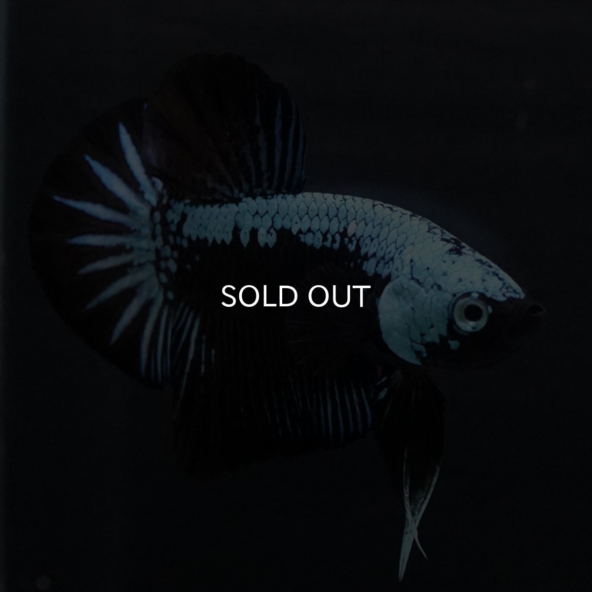 画像4: HMPK　ブルーブラックサムライ (4)