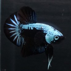 画像4: HMPK　ブルーブラックサムライ (4)