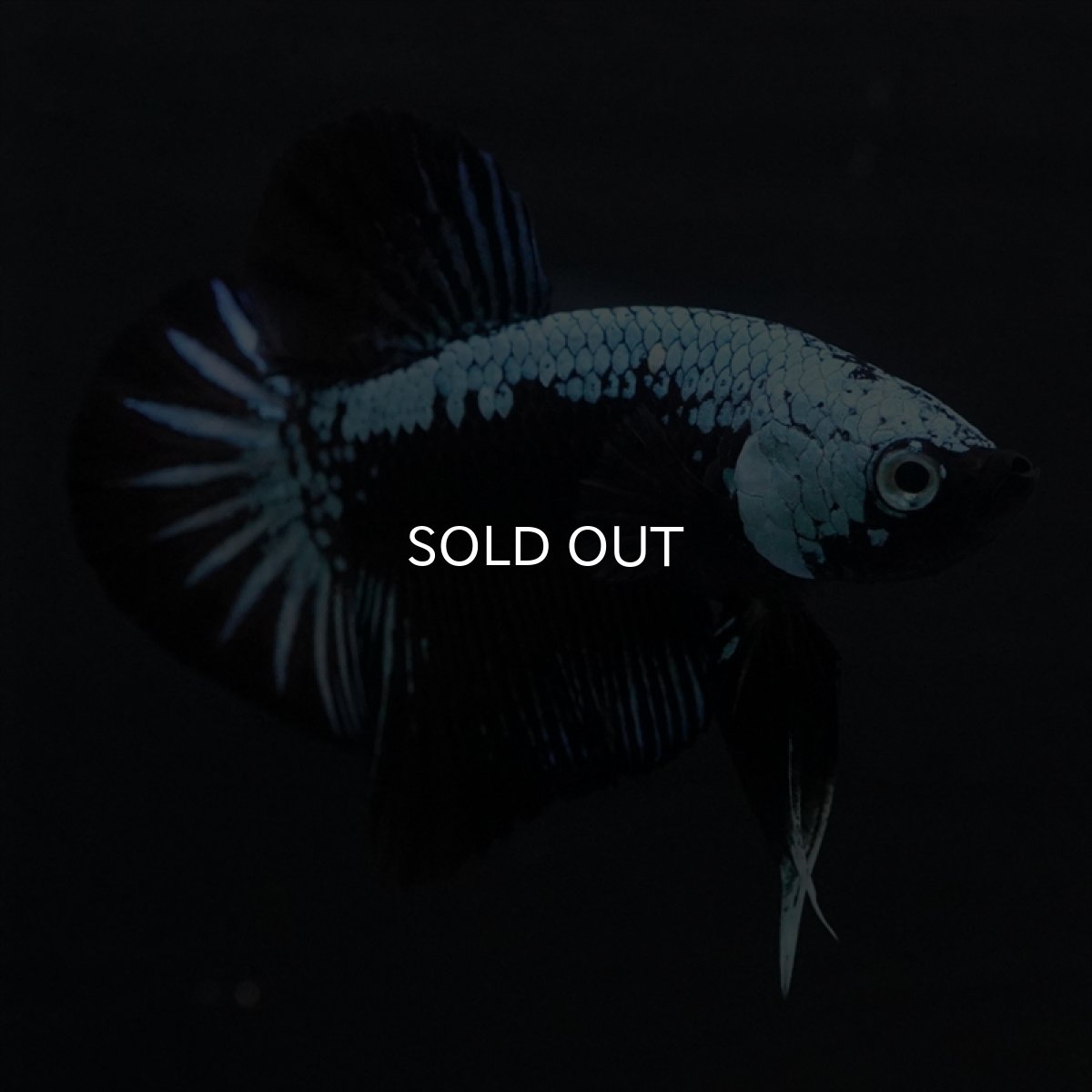 画像3: HMPK　ブルーブラックサムライ (3)