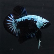 画像3: HMPK　ブルーブラックサムライ (3)