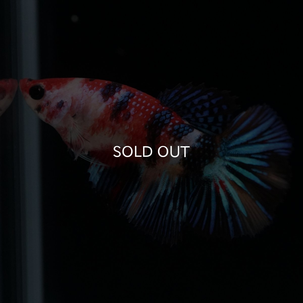 画像10: HMPK　キャンディ　メス (10)