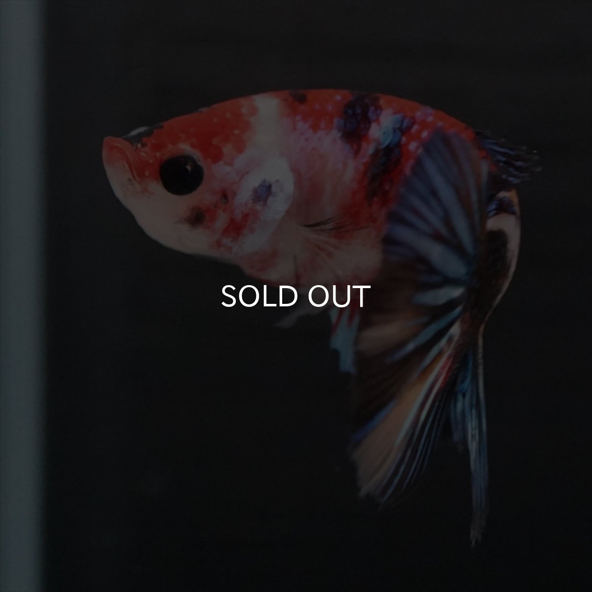 画像9: HMPK　キャンディ　メス (9)