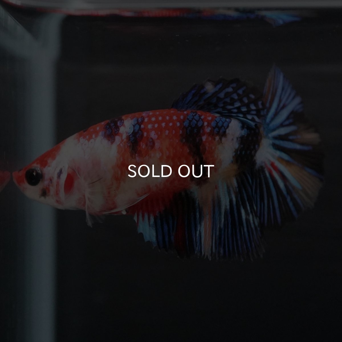 画像8: HMPK　キャンディ　メス (8)