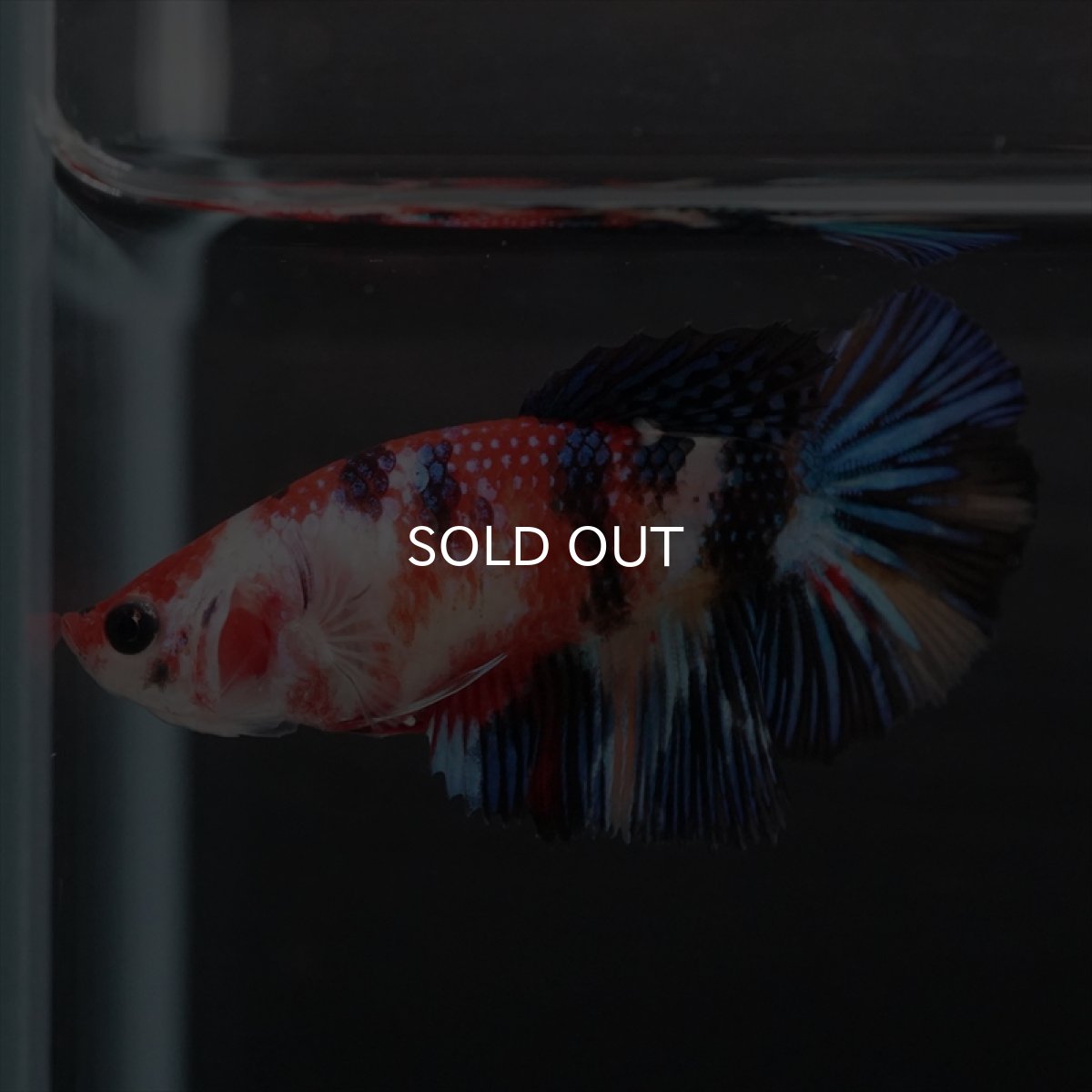 画像7: HMPK　キャンディ　メス (7)