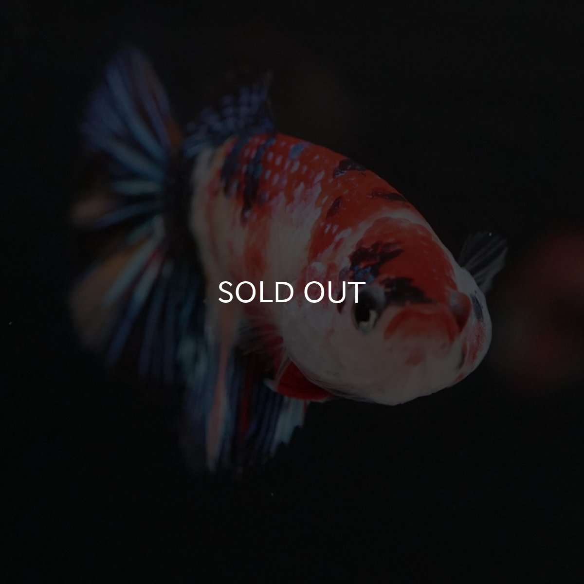 画像6: HMPK　キャンディ　メス (6)