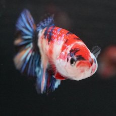 画像6: HMPK　キャンディ　メス (6)