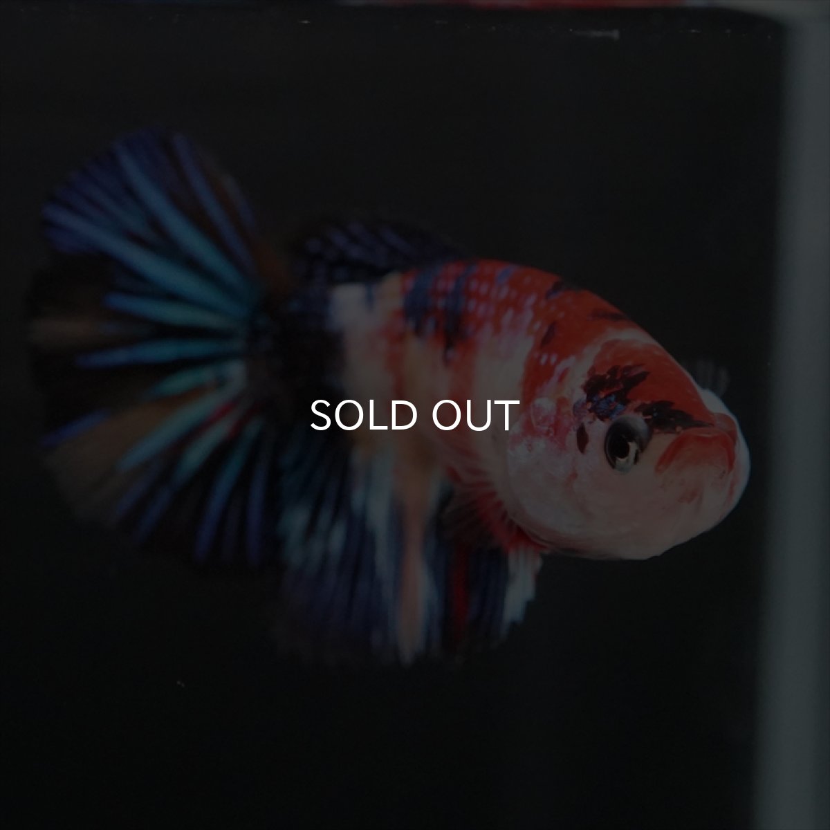 画像5: HMPK　キャンディ　メス (5)