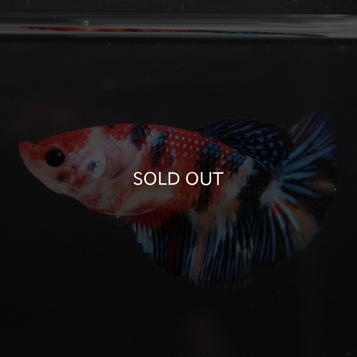 画像4: HMPK　キャンディ　メス (4)